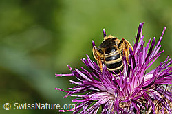 Halictus rubicundus on Centaurea scabiosa ssp. alpestris (C313353) Halictus rubicundus on Centaurea scabiosa ssp. alpestris (C313353)