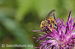 Halictus rubicundus on Centaurea scabiosa ssp. alpestris (C313355) Halictus rubicundus on Centaurea scabiosa ssp. alpestris (C313355)