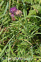 Centaurea scabiosa ssp. alpestris (C313358) Centaurea scabiosa ssp. alpestris (C313358)