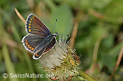 Aricia artaxerxes on Crepis pyrenaica (C313359) Aricia artaxerxes on Crepis pyrenaica (C313359)