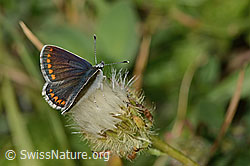 Aricia artaxerxes on Crepis pyrenaica (C313360) Aricia artaxerxes on Crepis pyrenaica (C313360)