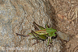 Warzenbeisser (Decticus verrucivorus) (C313363) Warzenbeisser (Decticus verrucivorus) (C313363)
