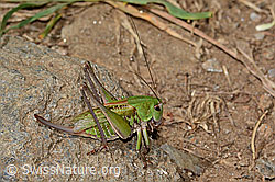 Warzenbeisser (Decticus verrucivorus) (C313364) Warzenbeisser (Decticus verrucivorus) (C313364)