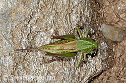 Warzenbeisser (Decticus verrucivorus) (C313368) Warzenbeisser (Decticus verrucivorus) (C313368)