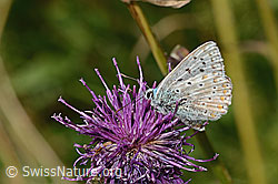 Lysandra cordion on Centaurea scabiosa ssp. alpestris (C313388) Lysandra cordion on Centaurea scabiosa ssp. alpestris (C313388)
