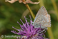 Lysandra cordion on Centaurea scabiosa ssp. alpestris (C313389) Lysandra cordion on Centaurea scabiosa ssp. alpestris (C313389)