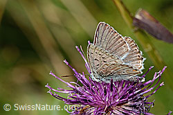 Lysandra cordion on Centaurea scabiosa ssp. alpestris (C313390) Lysandra cordion on Centaurea scabiosa ssp. alpestris (C313390)