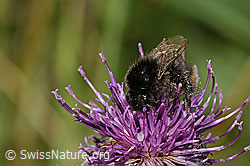 Distelhummel (Bombus soroeensis) auf Alpen-Flockenblume (Centaurea scabiosa ssp. alpestris) (31.08.2024, C313392)