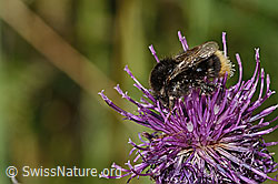 Bombus soroeensis on Centaurea scabiosa ssp. alpestris (C313393) Bombus soroeensis on Centaurea scabiosa ssp. alpestris (C313393)