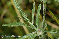 Centaurea scabiosa ssp. alpestris (C313420) Centaurea scabiosa ssp. alpestris (C313420)