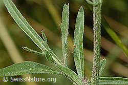 C313421: Alpen-Flockenblume (Centaurea scabiosa ssp. alpestris)
