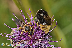 Halictus rubicundus and Bombus soroeensis on Centaurea scabiosa ssp. alpestris (C313444) Halictus rubicundus and Bombus soroeensis on Centaurea scabiosa ssp. alpestris (C313444)