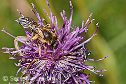 Halictus rubicundus on Centaurea scabiosa ssp. alpestris (C313445) Halictus rubicundus on Centaurea scabiosa ssp. alpestris (C313445)
