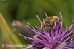 Halictus rubicundus on Centaurea scabiosa ssp. alpestris (C313449) Halictus rubicundus on Centaurea scabiosa ssp. alpestris (C313449)