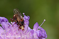 Gemeine Breitstirnblasenkopffliege (Sicus ferrugineus)