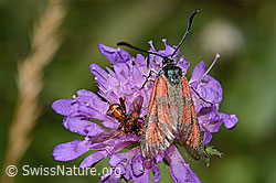 Beilfleckwidderchen (Zygaena loti) auf Wald-Witwenblume (Knautia dipsacifolia) (C313464) Beilfleckwidderchen (Zygaena loti) auf Wald-Witwenblume (Knautia dipsacifolia) (C313464)
