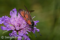 Beilfleckwidderchen (Zygaena loti) auf Wald-Witwenblume (Knautia dipsacifolia) (C313469) Beilfleckwidderchen (Zygaena loti) auf Wald-Witwenblume (Knautia dipsacifolia) (C313469)