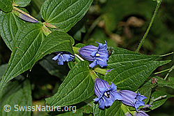 Foto: Schwalbenwurz-Enzian (Gentiana asclepiadea)