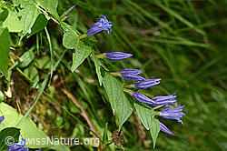 Schwalbenwurz-Enzian (Gentiana asclepiadea) (C313499)