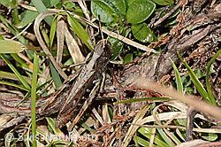 Brauner Grashüpfer (Chorthippus brunneus) (C315005) Brauner Grashüpfer (Chorthippus brunneus) (C315005)
