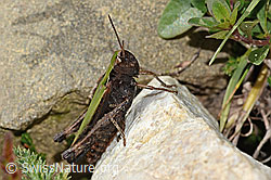 Brauner Grashüpfer (Chorthippus brunneus) (C315039) Brauner Grashüpfer (Chorthippus brunneus) (C315039)