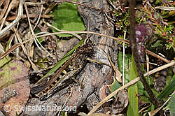 Brauner Grashüpfer (Chorthippus brunneus) (C315040) Brauner Grashüpfer (Chorthippus brunneus) (C315040)
