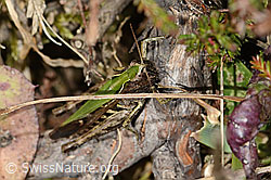 Brauner Grashüpfer (Chorthippus brunneus) (C315042) Brauner Grashüpfer (Chorthippus brunneus) (C315042)