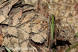 Brauner Grashüpfer (Chorthippus brunneus) (C315045) Brauner Grashüpfer (Chorthippus brunneus) (C315045)