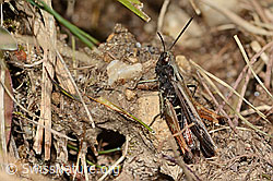 Brauner Grashüpfer (Chorthippus brunneus) (C315070) Brauner Grashüpfer (Chorthippus brunneus) (C315070)