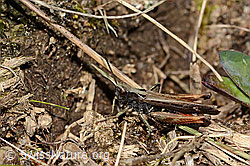 Brauner Grashüpfer (Chorthippus brunneus) (C315073) Brauner Grashüpfer (Chorthippus brunneus) (C315073)