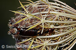 Gemeiner Ohrwurm (Forficula auricularia) auf Wilder Möhre (Daucus carota ssp. carota) (C315381) Gemeiner Ohrwurm (Forficula auricularia) auf Wilder Möhre (Daucus carota ssp. carota) (C315381)