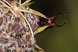 Gemeiner Ohrwurm (Forficula auricularia) auf Wilder Möhre (Daucus carota ssp. carota) (C315383) Gemeiner Ohrwurm (Forficula auricularia) auf Wilder Möhre (Daucus carota ssp. carota) (C315383)