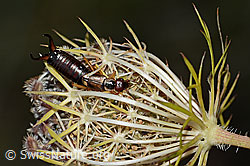 Gemeiner Ohrwurm (Forficula auricularia) auf Wilder Möhre (Daucus carota ssp. carota) (C315493) Gemeiner Ohrwurm (Forficula auricularia) auf Wilder Möhre (Daucus carota ssp. carota) (C315493)