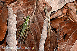 Brauner Grashüpfer (Chorthippus brunneus) (C318428) Brauner Grashüpfer (Chorthippus brunneus) (C318428)