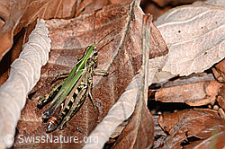 Brauner Grashüpfer (Chorthippus brunneus) (C318430) Brauner Grashüpfer (Chorthippus brunneus) (C318430)