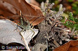 Brauner Grashüpfer (Chorthippus brunneus) (C318439) Brauner Grashüpfer (Chorthippus brunneus) (C318439)
