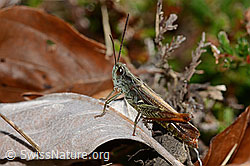 Brauner Grashüpfer (Chorthippus brunneus) (C318443) Brauner Grashüpfer (Chorthippus brunneus) (C318443)