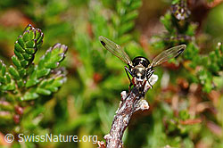 Sepsis cynipsea (Schwingfliege) (C318449) Sepsis cynipsea (Schwingfliege) (C318449)
