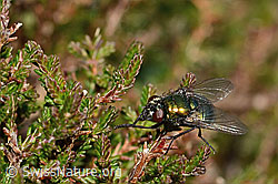 Neomyia cornicina (Fliege) (C318455) Neomyia cornicina (Fliege) (C318455)