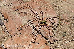 Gemeiner Gebirgsweberknecht (Mitopus morio) (C318457) Gemeiner Gebirgsweberknecht (Mitopus morio) (C318457)