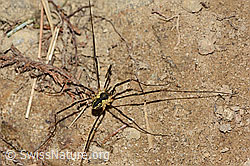 Gemeiner Gebirgsweberknecht (Mitopus morio) (C318460) Gemeiner Gebirgsweberknecht (Mitopus morio) (C318460)