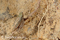 Bunte Graszirpe (Errastunus ocellaris) (C318484)