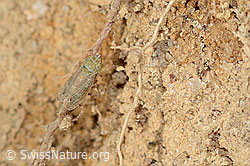 Bunte Graszirpe (Errastunus ocellaris) (C318488)