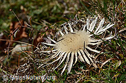 Silberdistel (Carlina acaulis ssp. caulescens) (C318491)