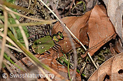 Feld-Sandlaufkäfer (Cicindela campestris) (C318502) Feld-Sandlaufkäfer (Cicindela campestris) (C318502)