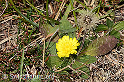 Langhaariges Habichtskraut (Hieracium pilosella) (C318504) Langhaariges Habichtskraut (Hieracium pilosella) (C318504)