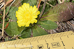 Langhaariges Habichtskraut (Hieracium pilosella) (C318507) Langhaariges Habichtskraut (Hieracium pilosella) (C318507)