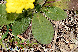Langhaariges Habichtskraut (Hieracium pilosella) (C318508) Langhaariges Habichtskraut (Hieracium pilosella) (C318508)