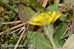 Langhaariges Habichtskraut (Hieracium pilosella) (C318510) Langhaariges Habichtskraut (Hieracium pilosella) (C318510)