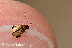 Schwarzköpfiger Wegerich-Erdfloh (Longitarsus melanocephalus) (C318525) Schwarzköpfiger Wegerich-Erdfloh (Longitarsus melanocephalus) (C318525)